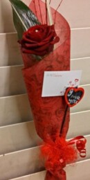 Luxurious Long Stem
Red Rose Gift Wrapped. Single Red Rose Gift Wrapped in Accrington Lancashire